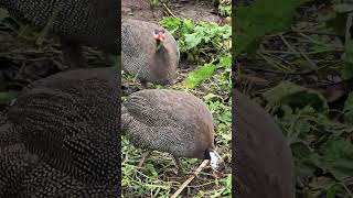 Guinea Fowl chicken poultrycage animalhusbandry [upl. by Wootten]