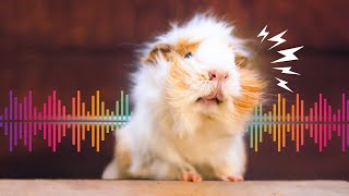 7 Guinea Pig Sounds amp What They Mean with Examples [upl. by Ynahpets148]