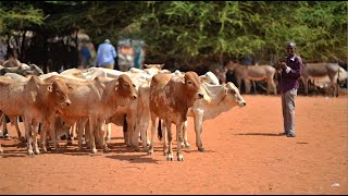 Strengthening Africa’s pastoral food systems transformation in the face of climate change [upl. by Powell]