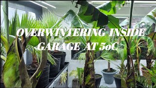 SUCCESS AND FAILURES UPDATE OF OVERWINTERING INSIDE MY GARAGE BEING KEPT AT 5oC 👍 [upl. by Delinda]