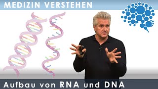 Aufbau von RNA und DNA  super verständlich│Dr Dr Damir del Monte│Encephalon MedizinVideos [upl. by Ttereve]