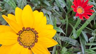 Gerbera flowersGardenFlowers [upl. by Morez697]