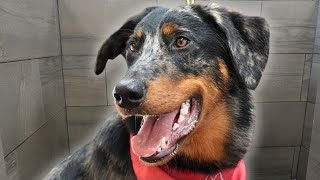 A dog you didnt know existed  Beauceron [upl. by Debby]