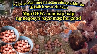 Dekalb brown chicken negosyo farming na segurado kikita ka  farming business KafarmersIdea [upl. by Elohcin]