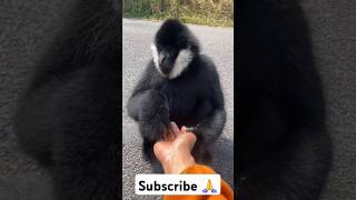 Black Crested Gibbon trending youtubeshorts shorts funny viral gibbon [upl. by Amimej]