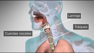 ¿Cómo el cuerpo humano produce la voz y el habla [upl. by Acsehcnarf]