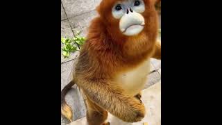 So happy Yreva tbc4 1 hanumanji funny trending monkey funnymonkey [upl. by Enuj]