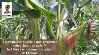 2 mois plus tard voici à quoi ressemble notre champ de maïs 🌽🌽fertiliser au purin de tithonia [upl. by Uriah]