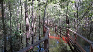 Rain in Audubons Francis Beidler Forest [upl. by Nuajed508]