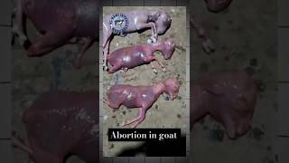 Abortion premature goat baby 😢 goat babygoats goatdelivery goattreatment goatfarming shorts [upl. by Herzig]