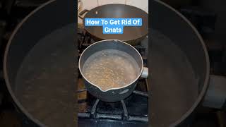 How To Get Rid Of Gnats In Your Sink  Drains [upl. by Portuna119]