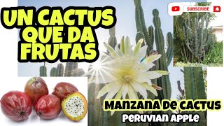 Un Cactus que produce FrutaManzana de Cactus Peruvian Apple [upl. by Notsyrb858]