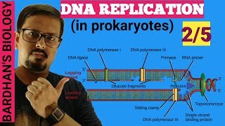 DNA REPLICATION in prokaryotes in HINDI 25 [upl. by Susie]