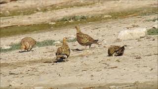 GANGA IBÉRICA pterocles alchata  pintailed sandgrouse [upl. by Yemrots134]