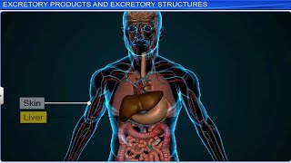 CBSE Class 11 Biology  Excretory Products and Their Elimination  Full Chapter  By Shiksha [upl. by Xylon]