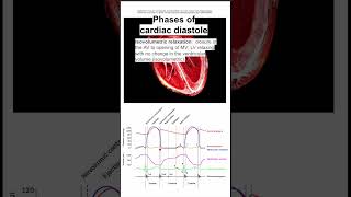 Phases of cardiac diastole [upl. by Atil]