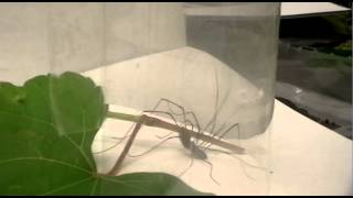 Opiliones Mating [upl. by Dorothea998]