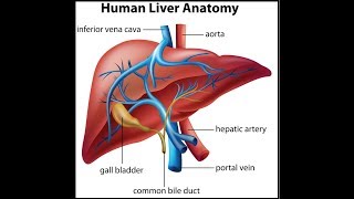 How TEST Important Liver Values Albumin ALT ALP amp AST [upl. by Long]