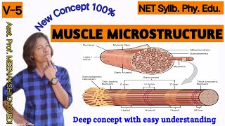 MICROSTRUCTURE OF MUSCLES  SARCOMERE  ACTIN amp MYOSIN  MUSCLE FIBRE [upl. by Na]