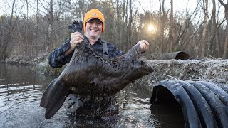 Trapping beavers to save flooded roads and timber Awesome footage [upl. by Erlewine]