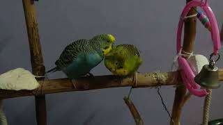 Budgie preening one another [upl. by Manson]