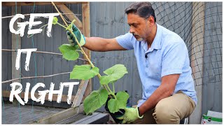 PLANTING BOTTLE GOURD  FOR BEST RESULT FOLLOW THESE INSTRUCTIONS [upl. by Ettenwahs]