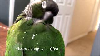 Pin feather fix  Demo  How to remove pin feathers  Part 2  Preening EverythingAnimals CA [upl. by Meelas]