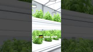 Soilless Agriculture The Future of Farm gardening garden farming [upl. by Nnylasor161]