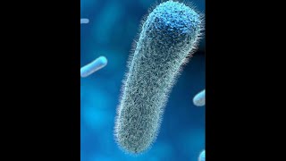 Listeria monocytogenes introduction and properties Part 1 [upl. by Chuah284]