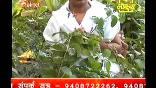 Ayurvedic Medicine Celastrusमालकांगनी  Poojya Acharya Balkrishn Part1 [upl. by Azar888]