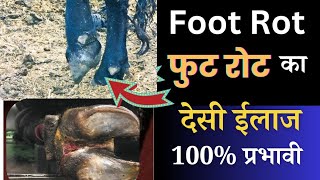 घर बैठे Foot Rot in Cows Treatment ✌🏻cow ka foot me sujan [upl. by Campman569]