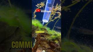 Types of Algae in Aquarium  What liquid removes algae from aquarium  Algae in a Planted Fishtank [upl. by Lyle]