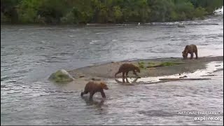 94 and Her Cubs Come Up to the Falls  September 1 2024 exploreorg [upl. by Llecram]