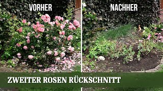 Zweiter Rosen Rückschnitt im Juni  für mehr Blüte und gegen Pilzerkrankungen und Mehltau [upl. by Hamachi]