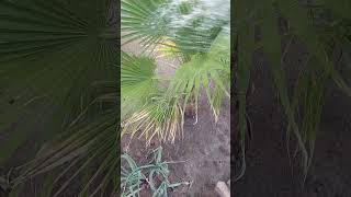 How I water the washingtonia filifera palm trees [upl. by Fritze920]