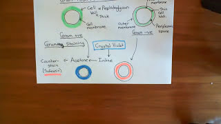 Difference between Gram positive and Gram negative bacteria [upl. by Nabalas]