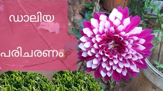 Dahlia plant care in Malayalam [upl. by Yvette519]