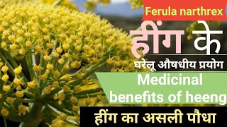 हींग के पौधे की पहचान और उसके औषधीय गुण  Hing  Ferula narthex  Asafoetida medicinal benefits [upl. by Legna248]