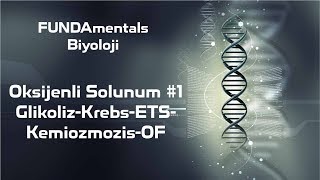 Oksijenli Solunum 1 GlikolizKrebsETSKemiozmozisOF [upl. by Amandy]