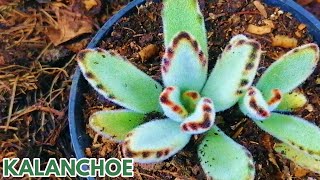 kalanchoe tomentosa cuidados donsuculento [upl. by Edra]