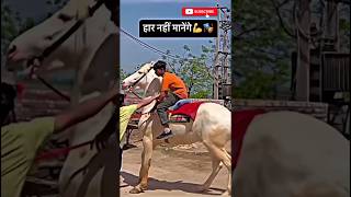 Power off horse Kathiyawadi horse danger horse 🐎🏇 shorts short viralvideo horselover new ll [upl. by Elisa]