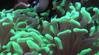 amphiprion ocellaris dans sont Euphyllia ancora [upl. by Blair]