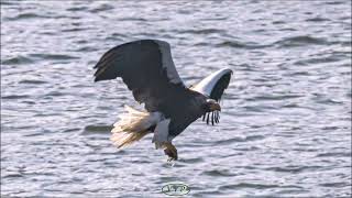 Stellers Sea Eagle hunting for food 참수리의 먹이 사냥  Reposted2 [upl. by Plotkin173]