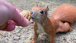 Eichhörnchen Entertainment  Hörnchen Fütterung 11  Squirrel Entertainment  Squirrels Feeding 11 [upl. by Naiva294]