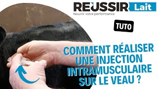 TUTO Comment réaliser une injection intramusculaire sur le veau [upl. by Deeyn771]