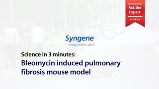 Science in 3 minutes Bleomycin induced pulmonary fibrosis mouse model [upl. by Idhem491]