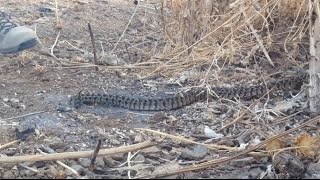 דוד דוד  שחרור ארבעה צפעים לאחר לכידה  Four Vipera Daboia palaestinae being released [upl. by Isabel]