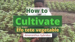 VEGETABLE FARMING Amaranth farming leafy greens efo tete Amaranth cultivation vegetablebusiness [upl. by Eatnuhs]