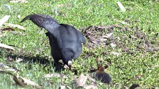 Hard working Coot parent rips up waterweeds – looking for worms to feed its tiny bald chicks [upl. by Liane]