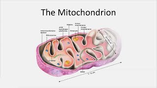 Novel Therapies for Mitochondrial Disorders  Developmental Disabilities Update [upl. by Aynwat]